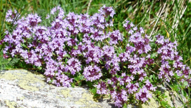 thymus