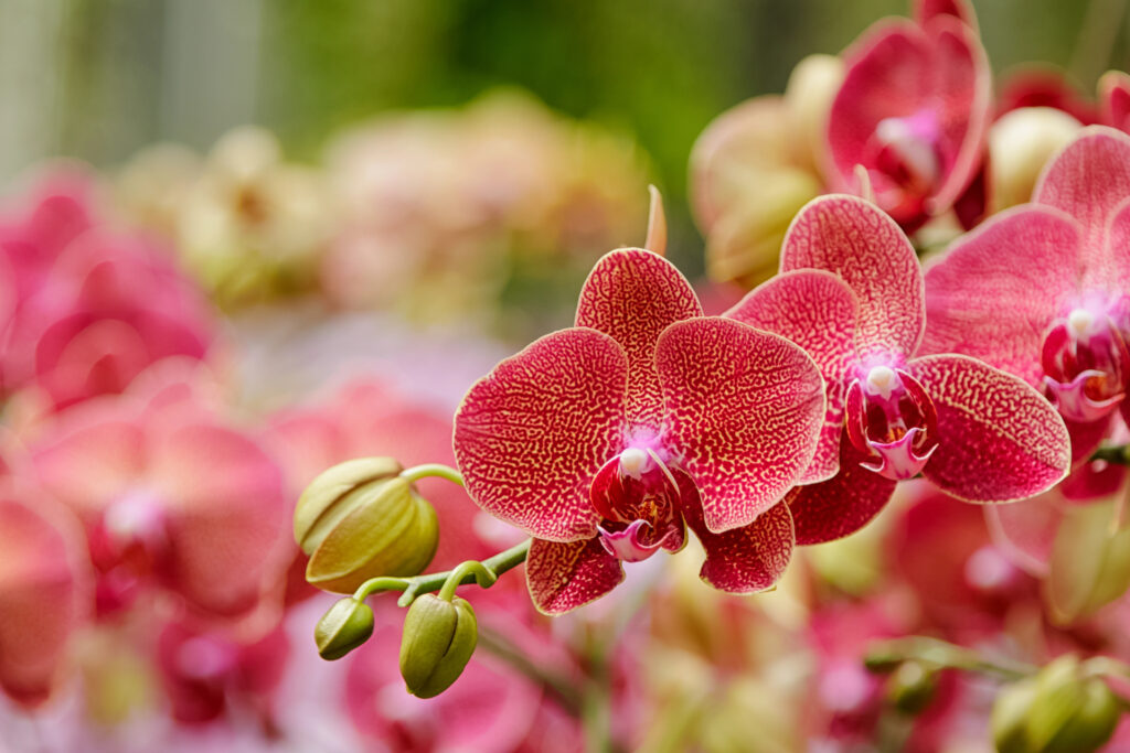 Phalaenopsis