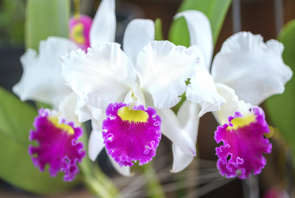 orchidej Cattleya