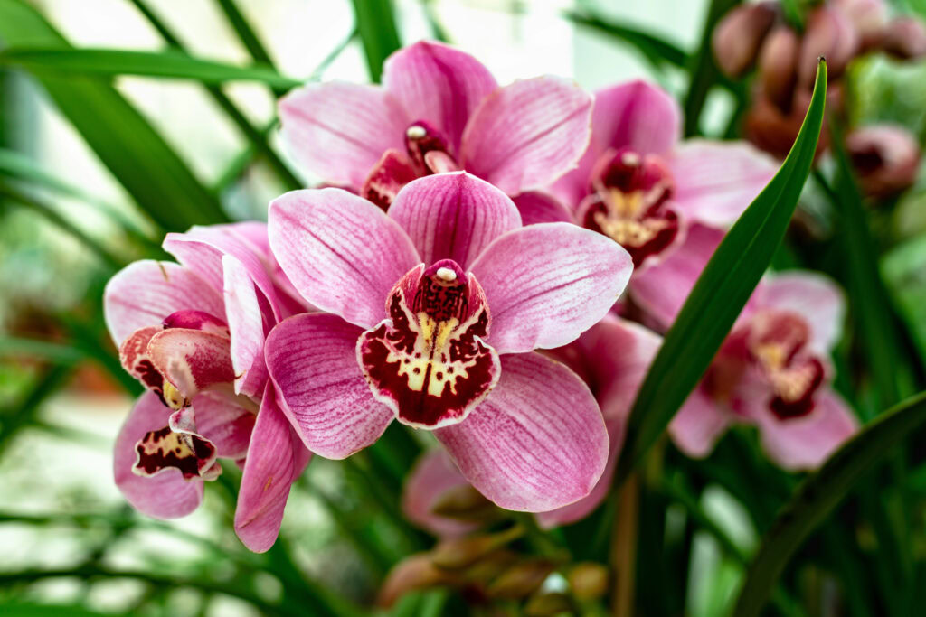 orchidej Cymbidium