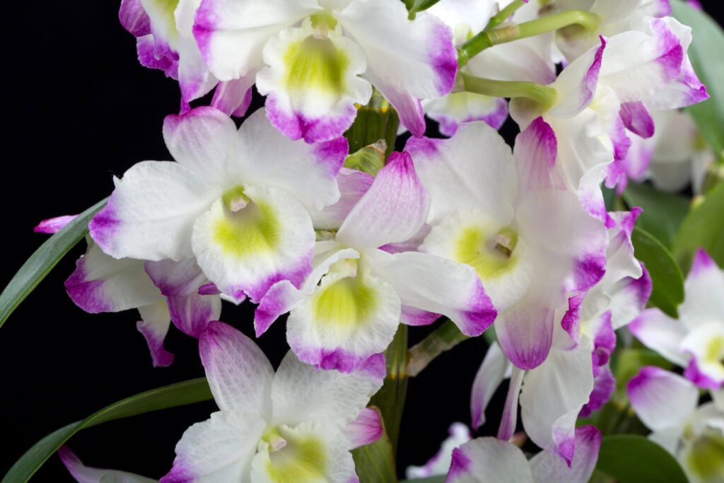 orchidej dendrobium