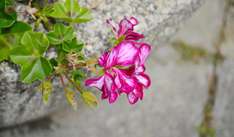 Pelargonie