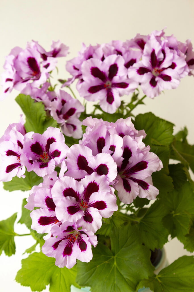 Pelargonium grandiflorum